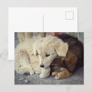 Carte Postale Deux chiots solitaires