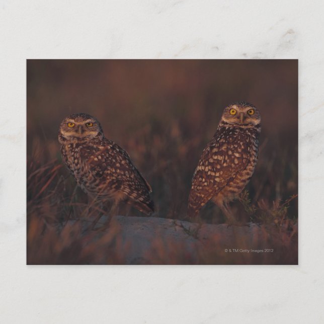 Carte Postale Deux Chouettes sur le sable (Devant)