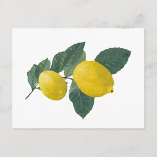 Carte Postale Deux citrons sur une branche. Peinture à l'huile.