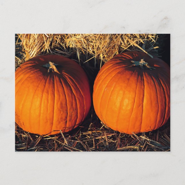 Carte Postale Deux Citrouilles Vintages (Devant)