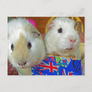 Carte Postale deux cochons blancs