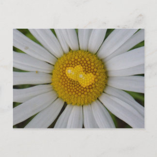 Carte Postale Deux coeurs sur marguerite