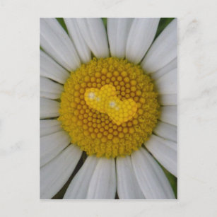 Cartes Postales Joyeux Anniversaire Fleur Marguerite Originales Zazzle Fr