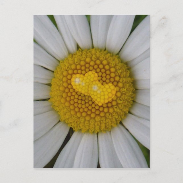 Carte Postale Deux coeurs sur marguerite (Devant)