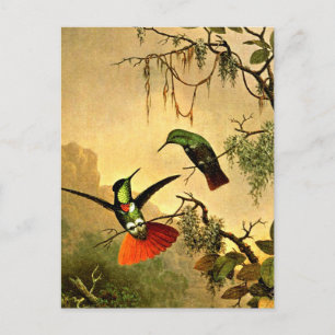Carte Postale Deux colibris à masque noir,