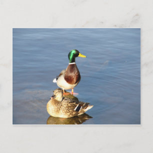 Carte Postale Deux colverts