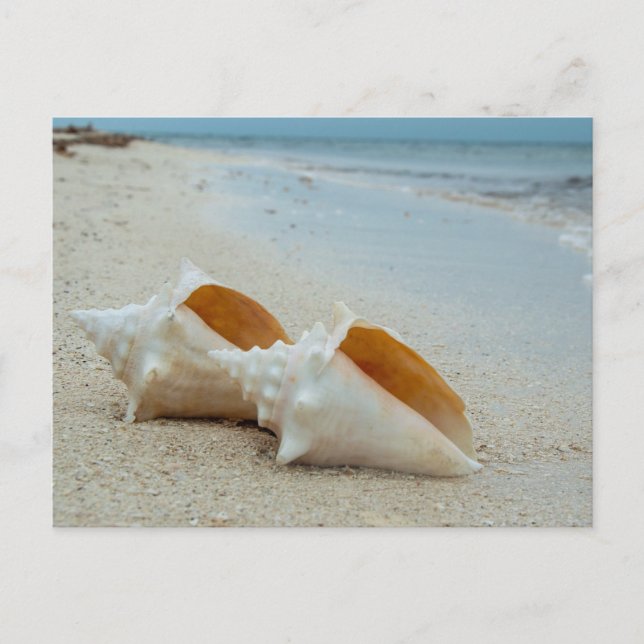 Carte Postale Deux coquillages sur la plage de sable (Devant)