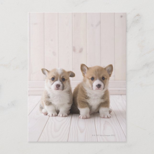 Carte Postale Deux Corgi gallois assis (Devant)