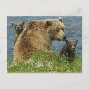 Carte Postale Deux cubes d'ours Brown avec Mère près de l'eau