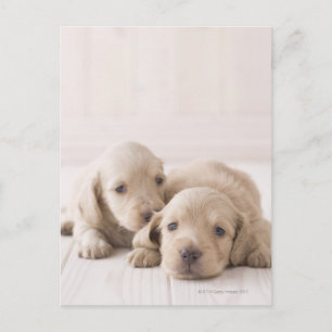 Carte Postale Deux Dachshund miniature
