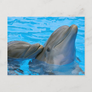 Carte Postale Deux dauphins en goulot