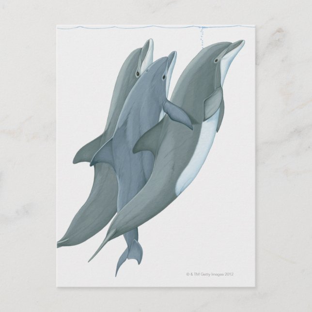 Carte Postale Deux dauphins en voie de disparition (Devant)