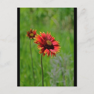 Carte Postale Deux d'un genre