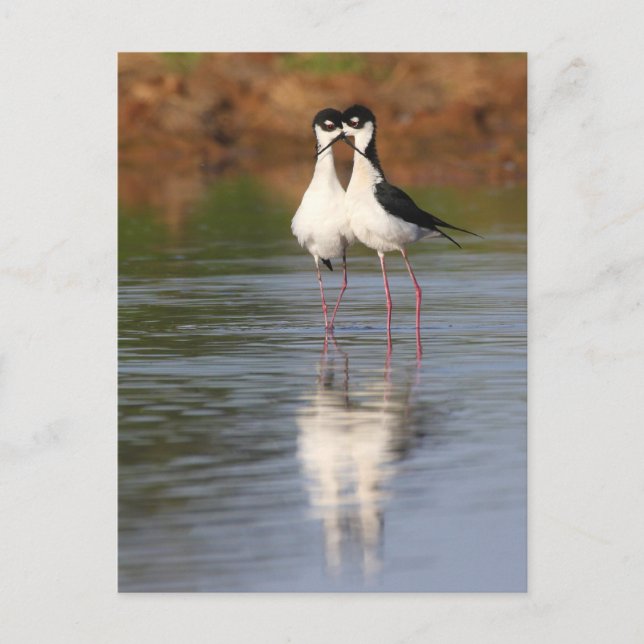 Carte Postale deux échasses qui bouchent (Devant)