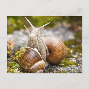 Carte Postale Deux escargots