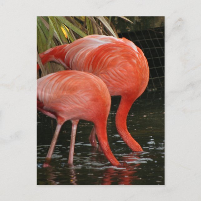 Carte Postale Deux flamants à tête dans l'eau (Devant)