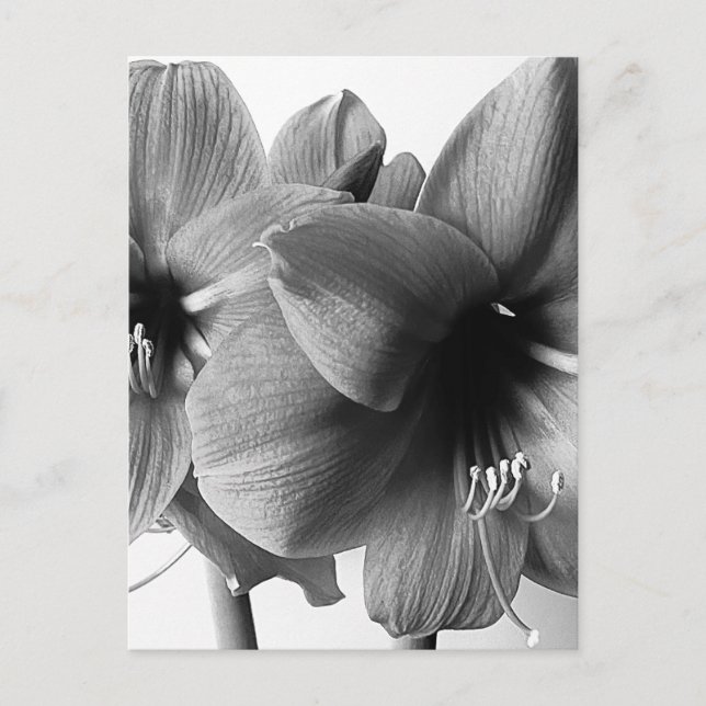 Carte Postale Deux fleurs d'Amaryllis Photo Verticale (Devant)