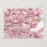 Deux fleurs de cerisiers au Japon