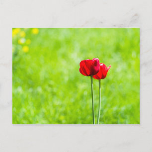 Carte Postale Deux fleurs de tulipes rouges