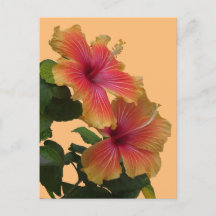 Deux Fleurs D'Hibiscus Orange Font La Poussière. C