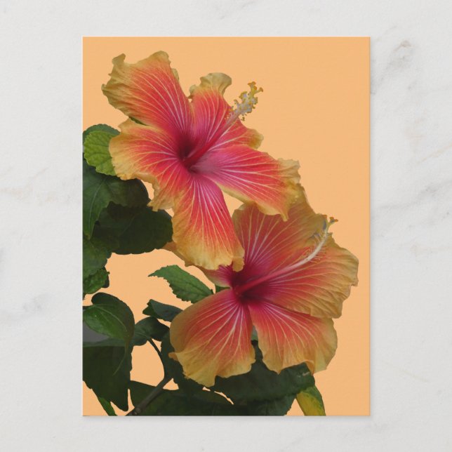 Carte Postale Deux Fleurs D'Hibiscus Orange Font La Poussière. C (Devant)