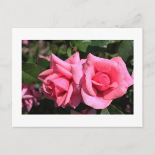 Carte Postale deux fleurs roses roses chaudes.