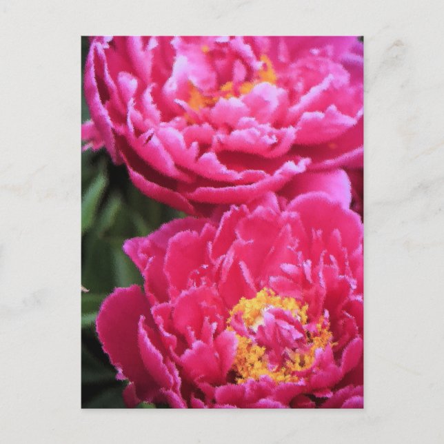 Carte Postale Deux Fuchsia Peony Fleurit Peinture (Devant)