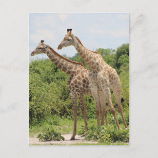 Carte Postale Deux girafes