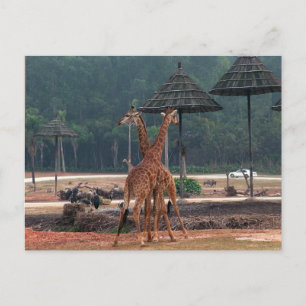 Carte Postale Deux girafes se réconfortent dans un zoo