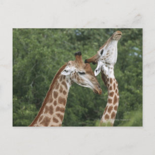 Carte Postale Deux Giraffe (Giraffa camelopardalis) encolure,