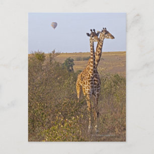Carte Postale Deux Giraffes (Giraffa camelopardalis), Masaï