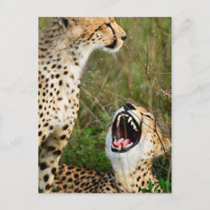 Carte Postale Deux guépards