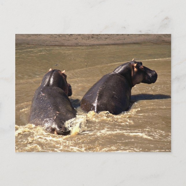 Carte Postale Deux hippopotames (Devant)
