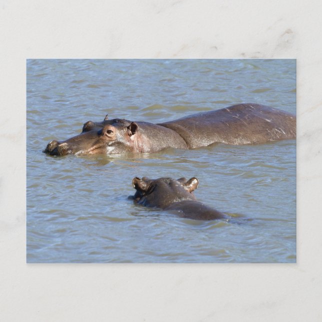 Carte Postale Deux hippopotames dans une rivière, le parc nation (Devant)