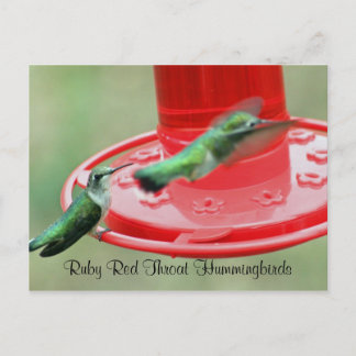 Carte Postale DEUX HUMMERS, Hummingbirds rubis roux
