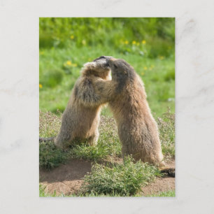 Carte Postale deux jeunes marmottes