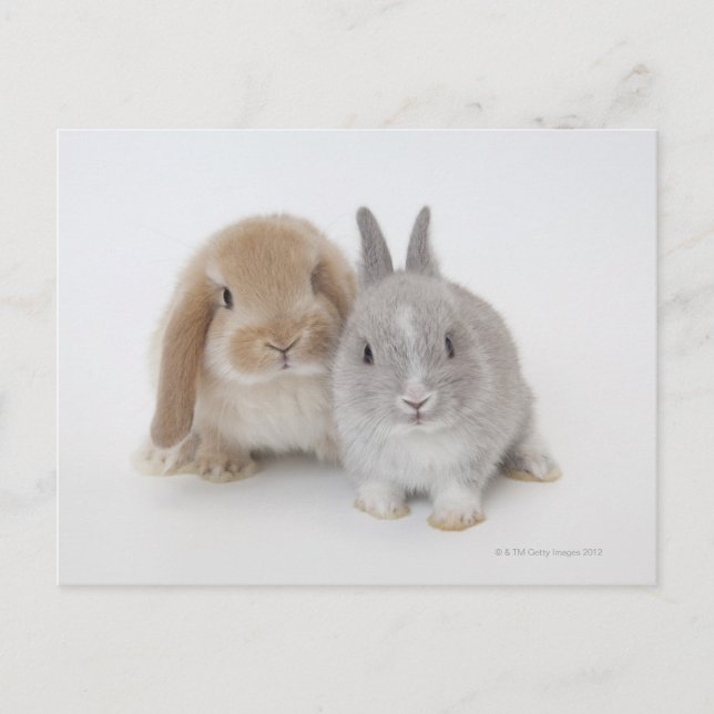 Carte Postale Deux lapins Nains néerlandais et Holland Lop (Devant)