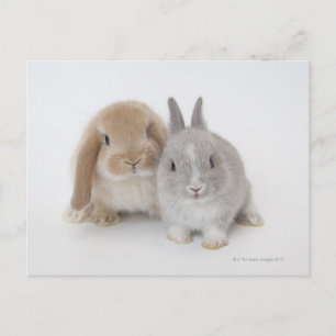 Carte Postale Deux lapins Nains néerlandais et Holland Lop
