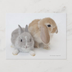 Carte Postale Deux lapins.Netherland Nwarf et Holland Lop.