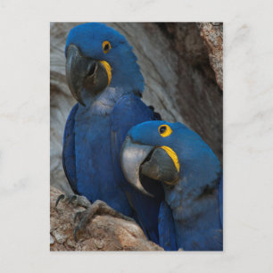 Carte Postale Deux Macaws Hyacinth, Brésil