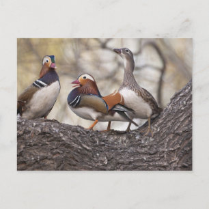 Carte Postale Deux mâles se disputant une femelle canard mandari