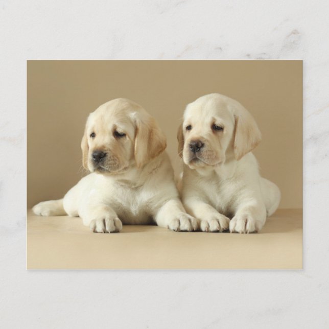 Carte Postale Deux Marionnettes Golden Labrador (Devant)