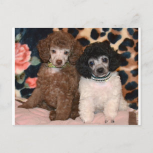 Carte Postale Deux mignonnes chiottes de caniche Chiots de canic