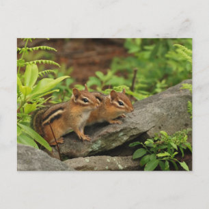 Carte Postale Deux mignonnes chipmunks pour bébés