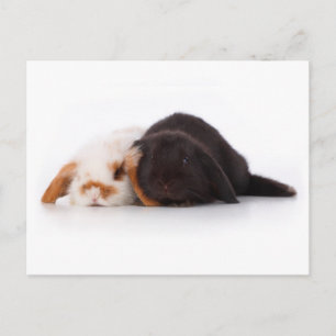 Carte Postale Deux mignons petits lapins