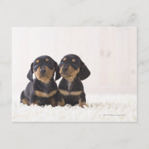 Carte Postale Deux Mini Dachshund Assis