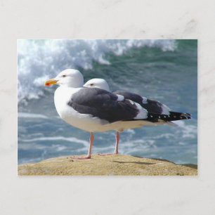 Carte Postale Deux mouettes