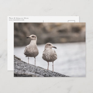 Carte Postale Deux mouettes Nature Photo