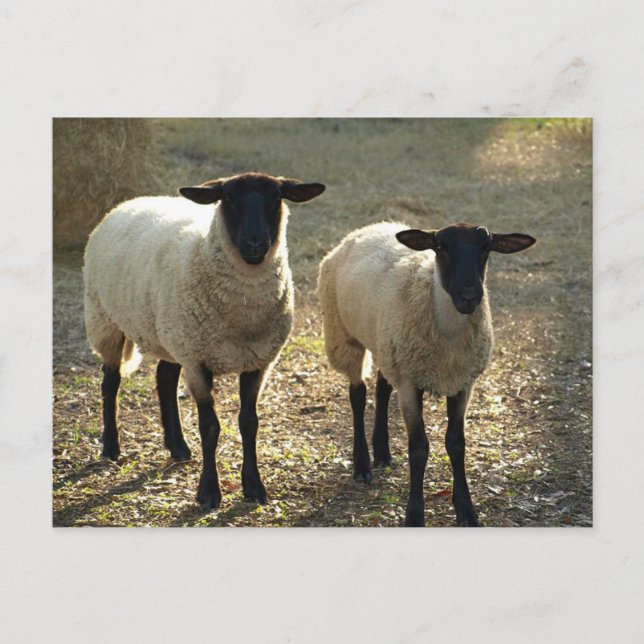 Carte Postale Deux moutons Suffolk Lumière du soleil de l'après- (Devant)