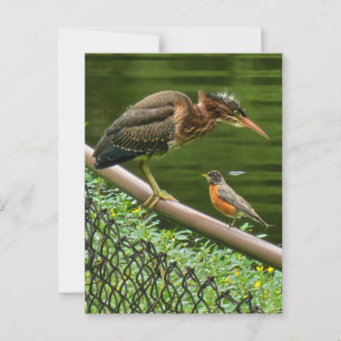 Carte Postale Deux oiseaux